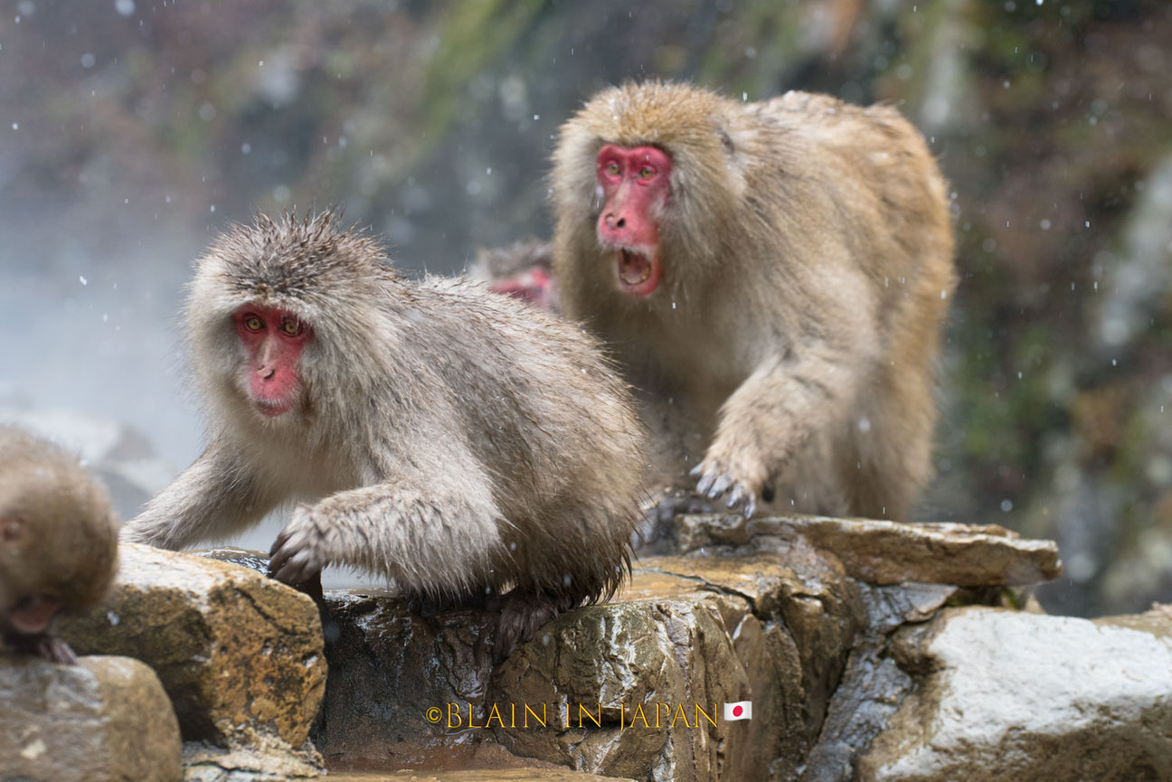 Snow Monkey Photo Tour Japan - Niigata, Nagano, or Anywhere