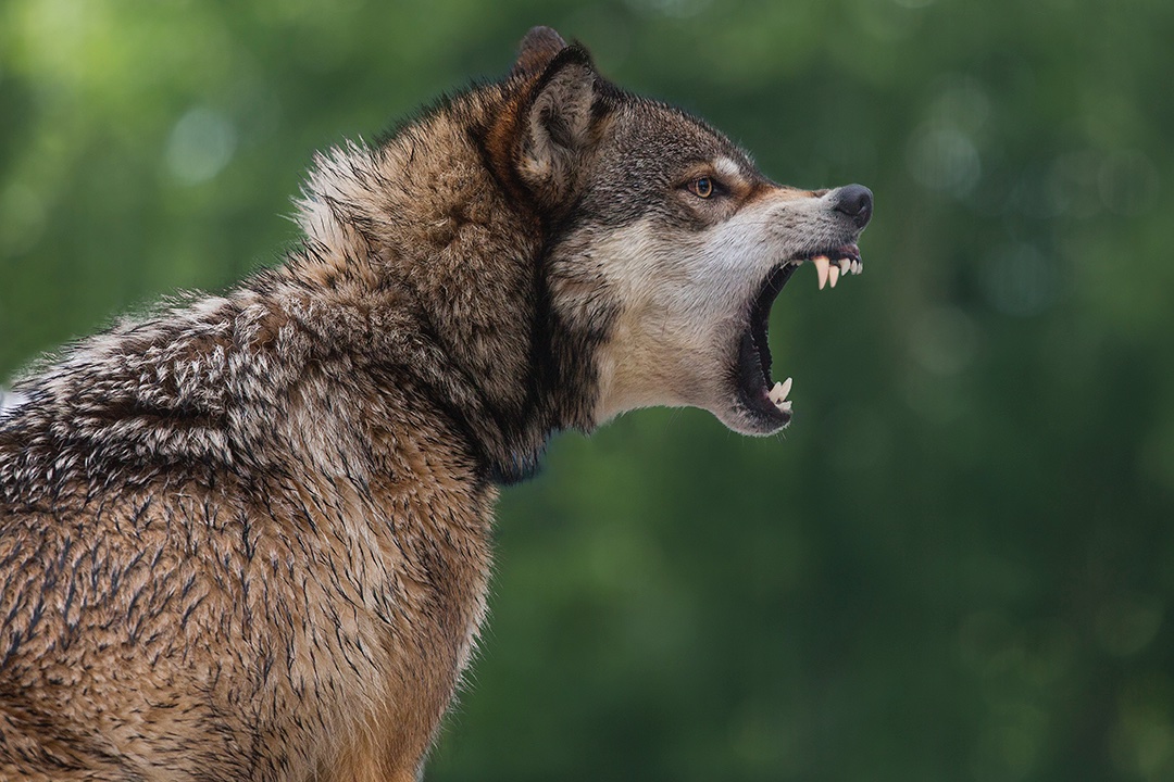 Ferocious and savage - Jim Zuckerman photography & photo tours