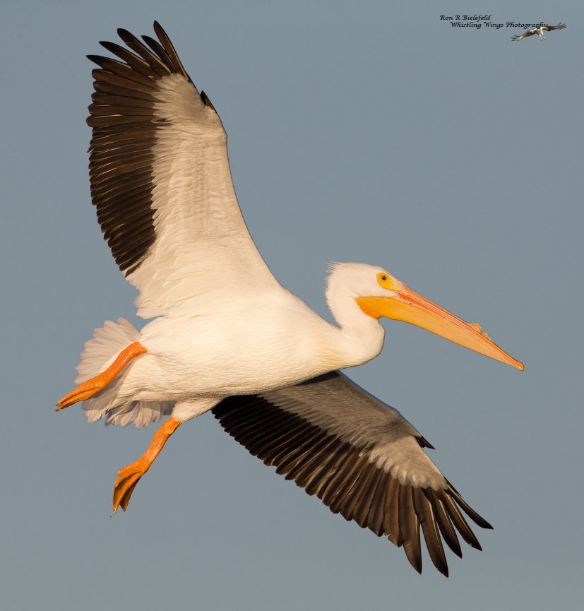 Pelicans - Whistling Wings Photography