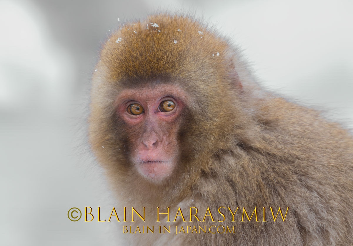 japan snow monkey photo tour