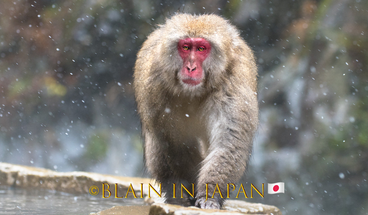 Japan's Monkey Queen Made It Through Mating Season With Her Reign Intact -  The New York Times