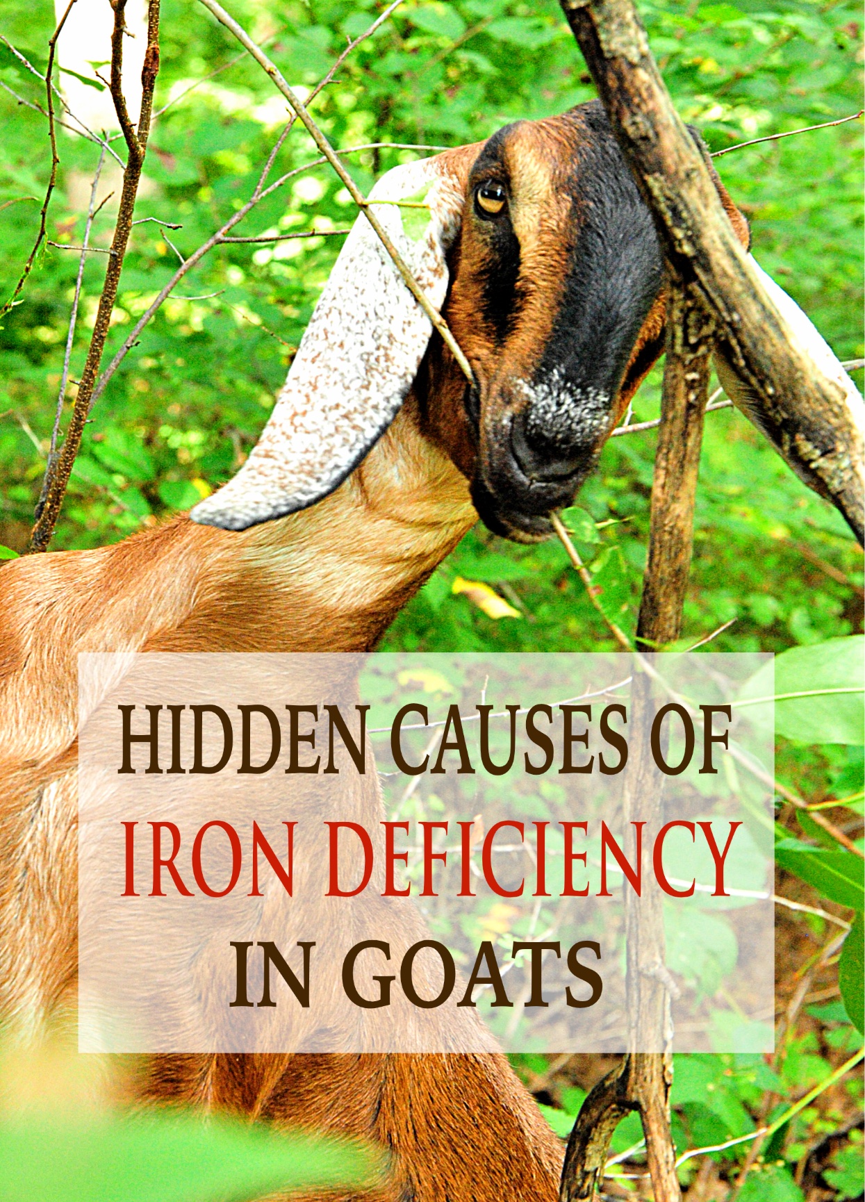 Can You Eat Rust For Iron Deficiency