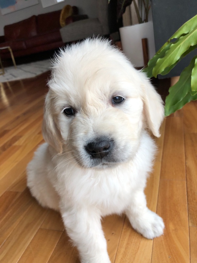 ENGLISH CREAM GOLDEN RETRIEVERS - Flint Ridge Goldens