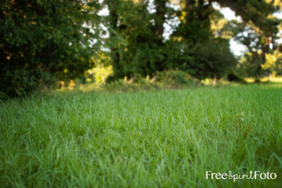Grassy Area Background Pack